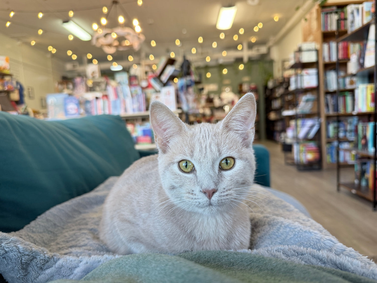 Cat lying on a blanket in a bookstore with bookshelves in the background
